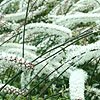 Actaea Matsumurae - Elstead Variety