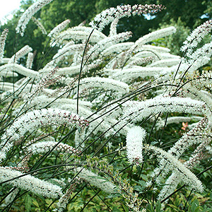 Actaea Matsumurae 'Elstead Variety' - Banebury