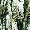 Actaea Racemosa