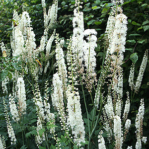 Actaea Racemosa - Baneberry