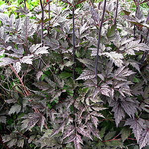 Actaea Simplex 'Brunette' - Baneberry, Actaea