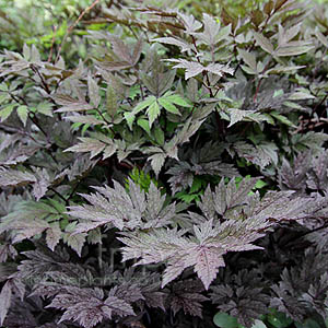 Actaea Simplex 'Pinkspike' - Baneberry, Actaea