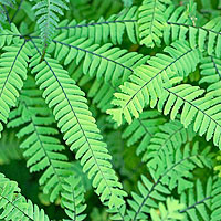 Adiantum Aleuticum - Himlayan Maidenhair Fern