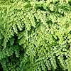 Adiantum Venustum