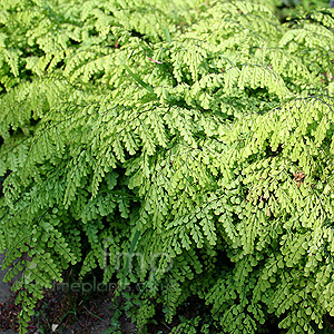 Adiantum Venustum - Himlayan Maidenhair Fern