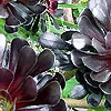 Aeonium - Atropurpureum