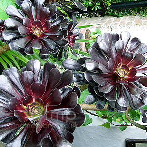 Aeonium 'Atropurpureum' - Aeonium