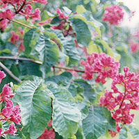 Aesculus X Carnea 'Briotii'