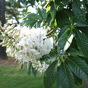 Aesculus Californica