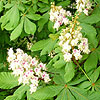 Aesculus Hippocastanum