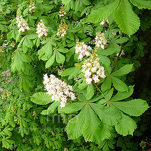 Aesculus Hippocastanum - Horse Chestnut
