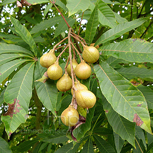 Aesculus Indica