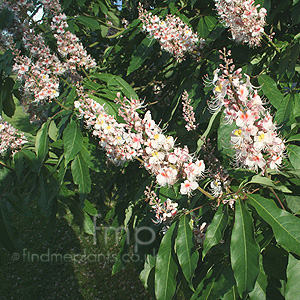 Aesculus Indica 'Sydney Pearce'