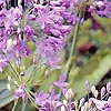 Agapanthus - Headbourne Hybrid