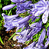 Agapanthus Praecox - Blue Storm