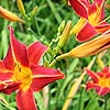 Hemerocallis - Elizabeth Salisbury