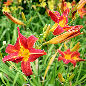 Hemerocallis 'Elizabeth Salisbury' - Day Lily