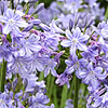 Agapanthus Kingstone Blue