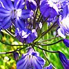 Agapanthus - Mabel Grey