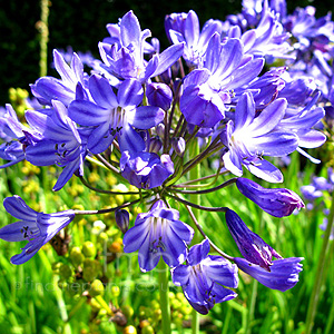 Agapanthus 'Mabel Grey' - African Lily
