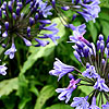 Agapanthus Midnight Blue