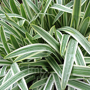 Agapanthus Silver Moon 'Notfred'