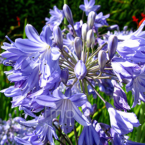 Agapanthus 'Penelope Palmer'