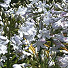 Agapanthus - Silver Mist