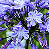 Agapanthus - Sybil Harton