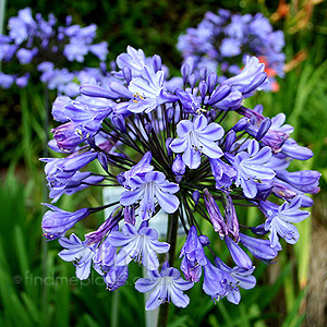 Agapanthus 'Sybil Harton'