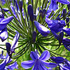 Agapanthus - Windsor Grey