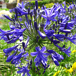 Agapanthus 'Windsor Grey' - African Lily