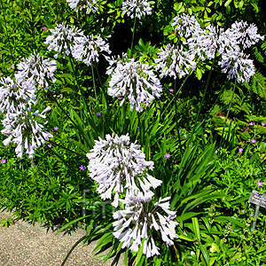 Agapanthus 'Windsor Grey'