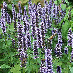 Agastache 'Black Adder' - Giant Hyssop