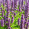 Agastache  - Blue Fortune