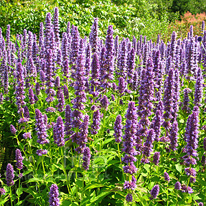 Agastache  'Blue Fortune' - Giant Hyssop