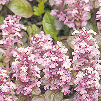 Ajuga Reptans
