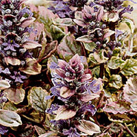 Ajuga Reptans 'Burgundy Glow'' - Bugle