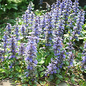 Ajuga Reptans - Bugle, Ajuga