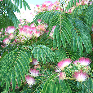 Albizia Julibrissin 'Rosea'