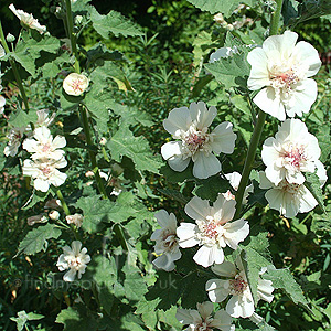 Alcea X Althaea 'Parkallee'