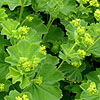 Alchemilla Mollis