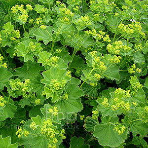 Alchemilla Mollis - Ladies Mantle, Alcemilla