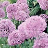 Allium Aflatunense