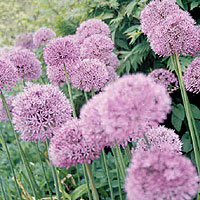 Allium Aflatunense - Ornamental Onion, Allium