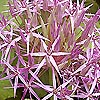 Allium Cristophii