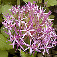 Allium Cristophii - Ornamental Onion, Allium