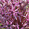 Allium Firmament