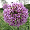 Allium  Hollandicum - Purple Sensation