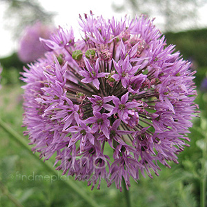 Allium  Hollandicum 'Purple Sensation' - Allium, Ornamental Onion